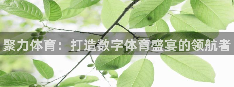 聚力体育：打造数字体育盛宴的领航者