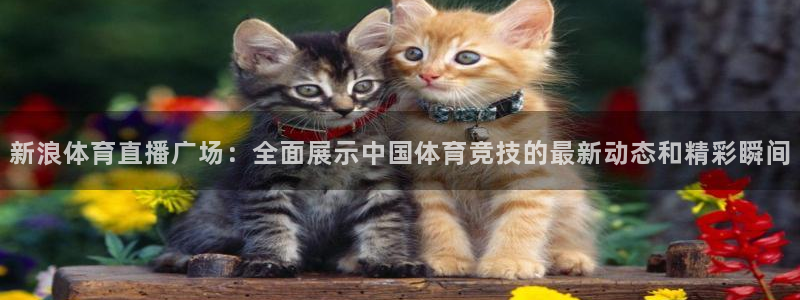 新浪体育直播广场：全面展示中国体育竞技的最新动态和精彩瞬间